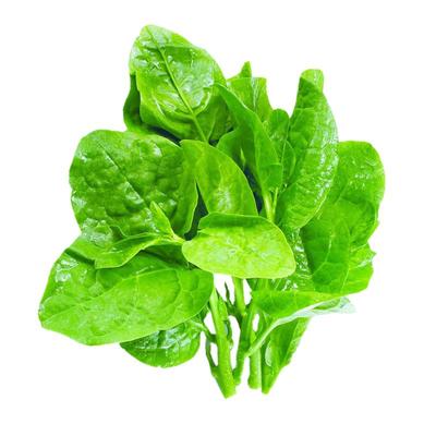 大叶木耳菜种子四季盆栽蔬菜