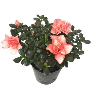 杜鹃盆栽带花苞庭院植物室内花卉四季开花办公室绿植映山红盆