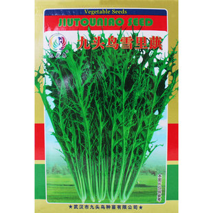 雪里蕻菜种籽菜籽四季雪菜雪里红蔬菜孑芥菜种子秋冬季籽种子菜种