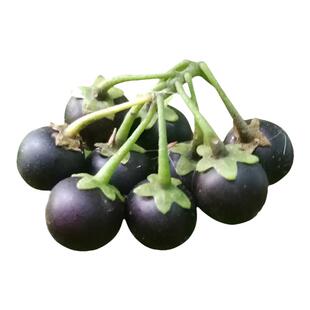 东北龙葵种子黑悠悠水果种籽四季阳台盆栽黑黝黝果蔬菜种孑籽大全