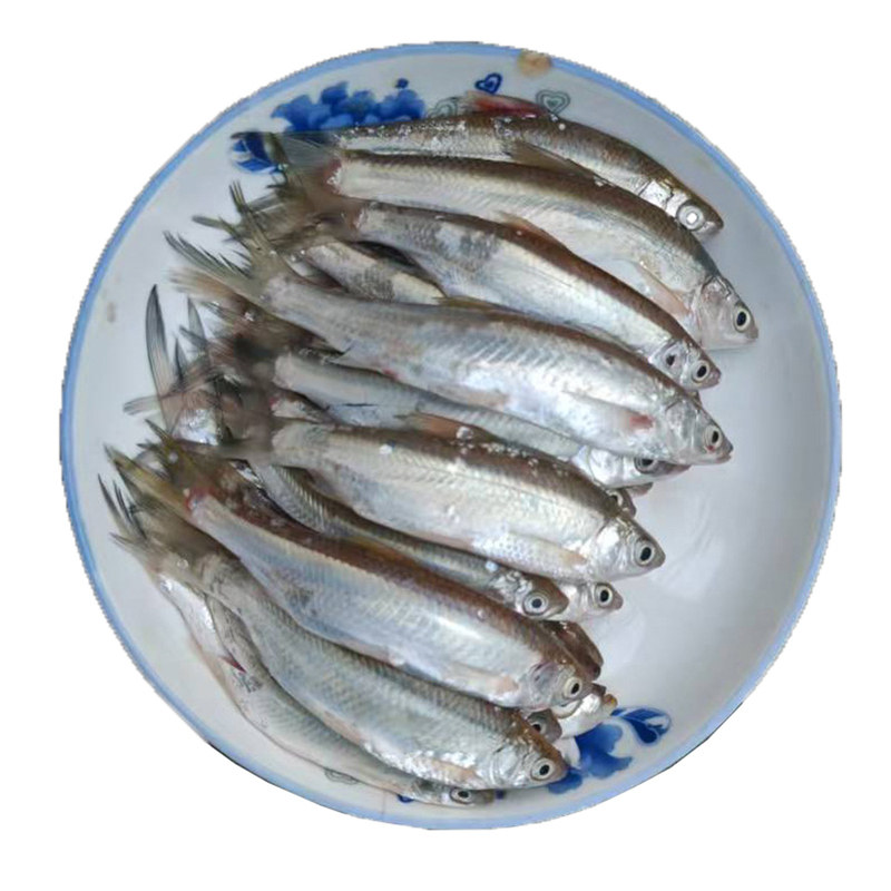 鲜鱼小白条新鲜淡水湖鱼河鱼穿鱼川餐条子刁子鱼小杂鱼天然小河鱼