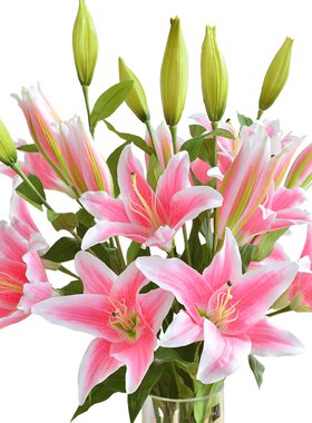 唯美布兰卡仿真百合,像真花一样