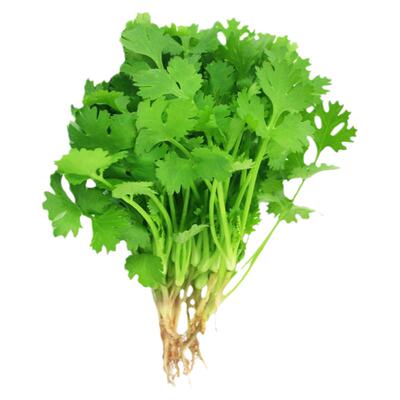 四季阳台菜园蔬菜香菜种子