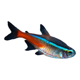 红绿灯鱼小型热带淡水鱼灯科鱼宝莲灯鱼群游鱼活体水族鱼苗观赏鱼