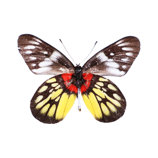 真蝴蝶原蝶报喜斑粉蝶未展翅蝴蝶标本制作diy手工材料A1/A-品质