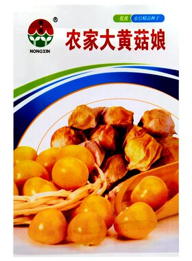 菇娘果种子黄姑娘东北灯笼果