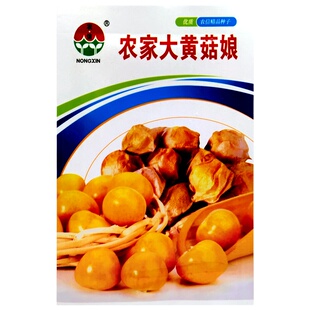 菇娘果种子黄姑娘果籽阳台盆栽灯笼果姑娘果特大果东北姑娘果水果