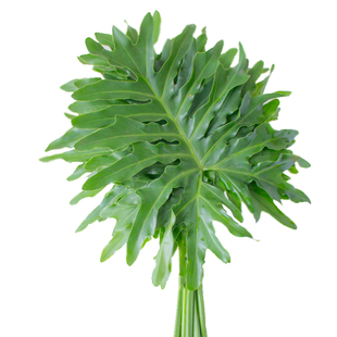 小叶春羽水培植物鲜花云南基地直发鲜切叶子家用插花绿植顺丰包邮