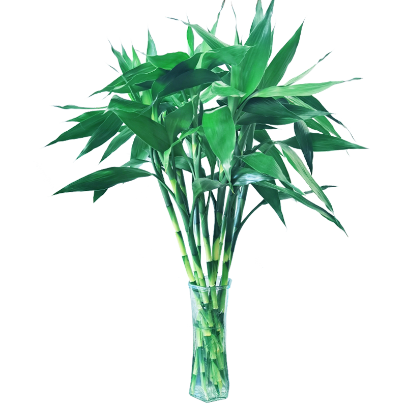 富贵竹水养基地直发水培植物转运竹绿植盆景带根四季水养插鲜花瓶