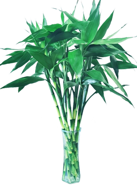 富贵竹基地直发水养植物