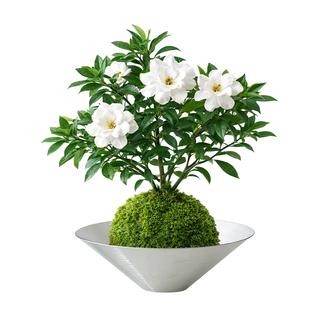 栀子花绿植盆栽苔藓球水培植物盆景办公室内桌面花卉高级精品四季