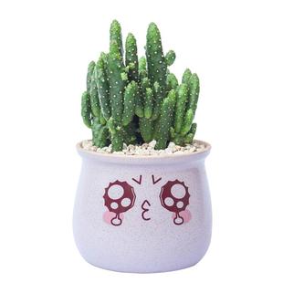 仙人球小盆栽办公室内桌面多肉植物绿植电脑防辐射陶瓷开花仙人掌