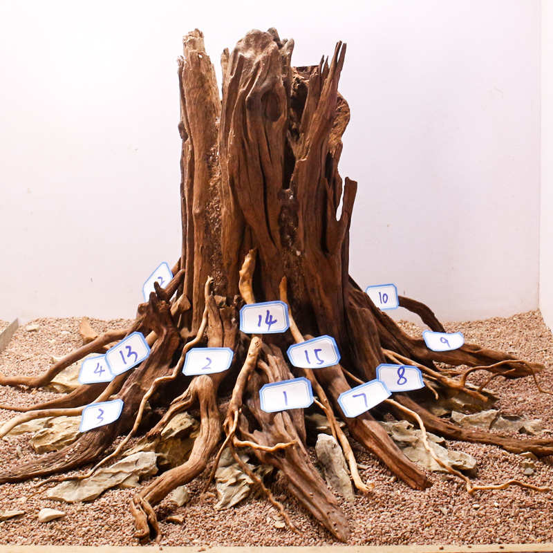 鱼缸造景生命之树沉木骨架树桩水族箱草缸新手懒人装饰全套装成品