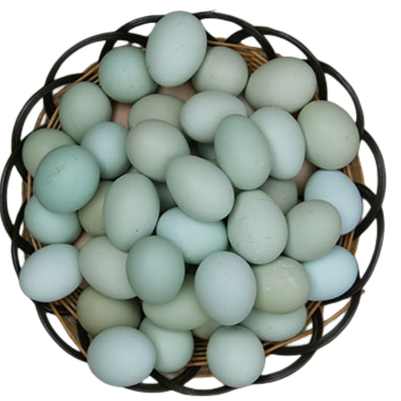 正宗散养绿壳乌鸡蛋土鸡蛋新鲜农村野外月子孕妇本绿色虫草笨50枚