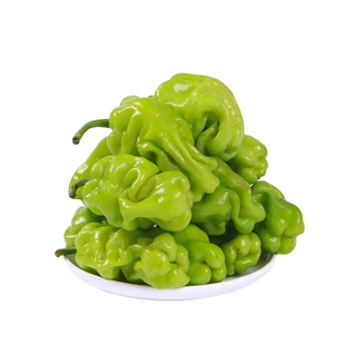 【现货】新鲜皱皮椒2斤 云南现摘农家采摘蔬菜炒野生菌青辣椒包邮