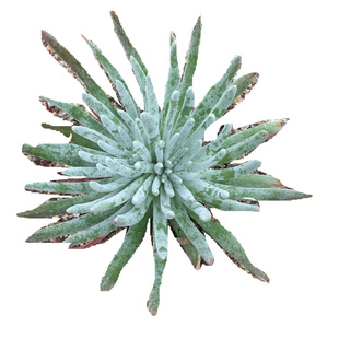 爱杜丽斯仙女杯老桩多肉一物一拍初霜白菊拇指奴婢吉娜室内防辐射