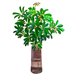 水培七叶莲盆栽鸭脚木树苗水养真绿植八方来财鸭掌木室内好养植物