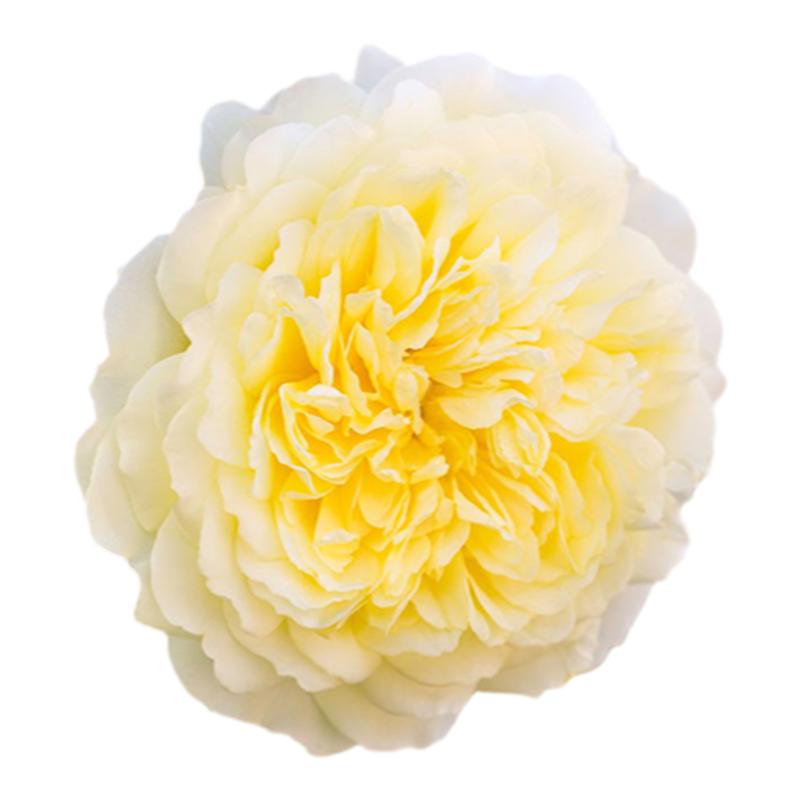 蔷薇四季开花庭院爬藤