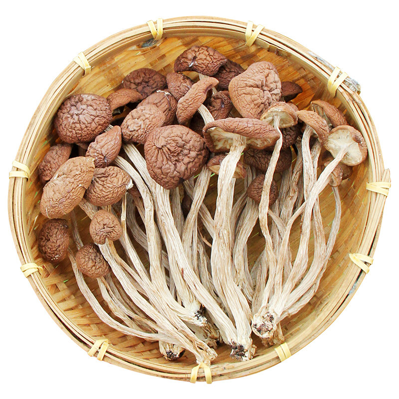 头茬新货茶树菇农家无硫品质保证
