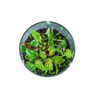 露集杯Bioloark生物方舟苔藓瓶生态瓶高硼硅玻璃瓶微景观苔藓食虫