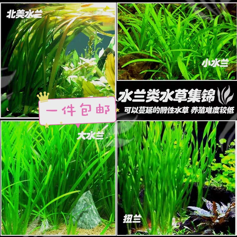 大水兰水草活体自养水下叶阴性后景草细叶水兰水中扭兰小水迷你兰