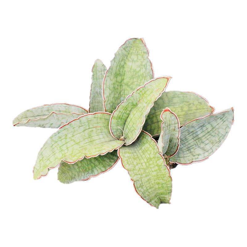 龙翼虎皮兰耐旱好养阳台小植物