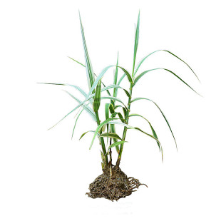 花叶芦竹水生植物芦苇苗池塘河边湿地水培带芽多年生耐寒玉带草苗