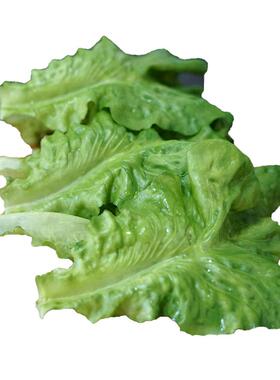 西兰橱柜家居样版房装饰生菜叶