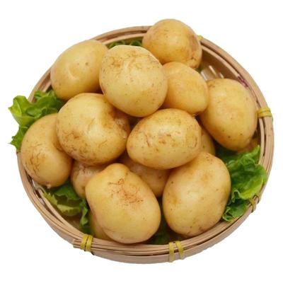 粉糯拉丝农家自种黄心米拉洋芋