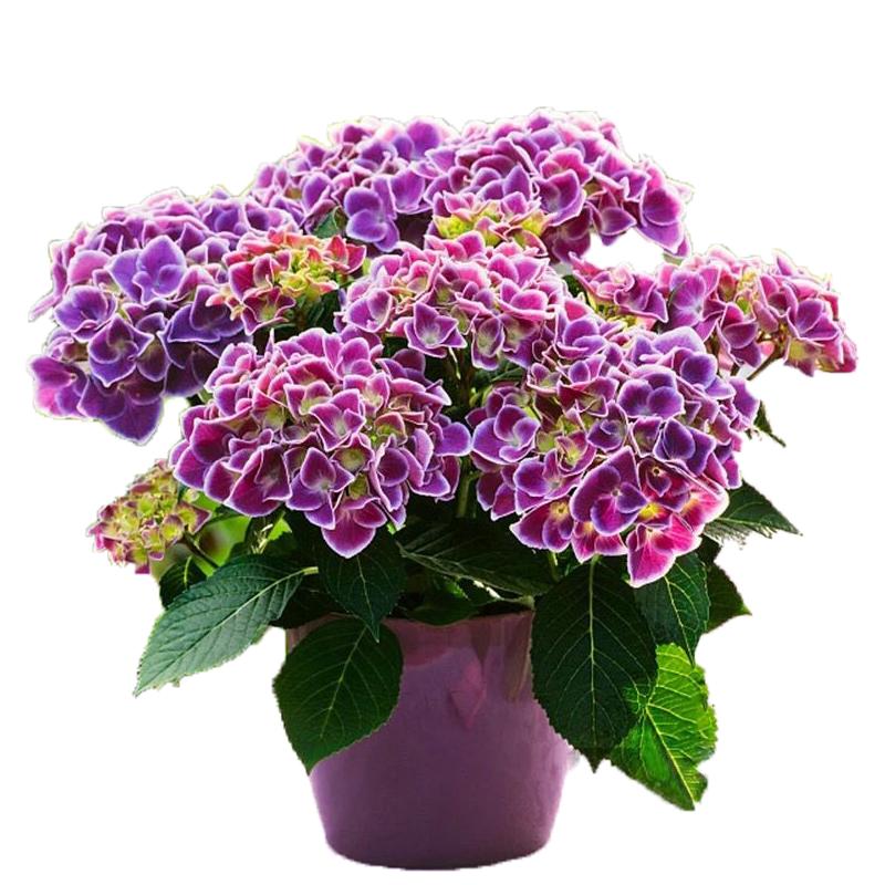 无尽夏绣球花盆栽带花苞四季室内阳台夏季庭院开花花卉耐热好养