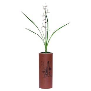 细叶寒兰雪中红秋冬季带花苞名贵兰花苗草室内阳台花卉绿植物浓香