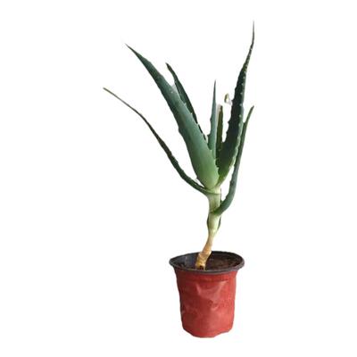 木立芦荟盆栽龙爪菊苗可食用药用