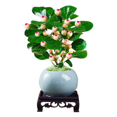 【多果大果】精品小盼菩提树盆栽