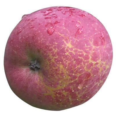 云南昭通冰糖心苹果丑苹果