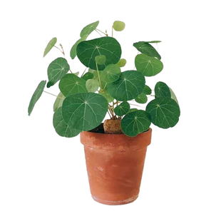 红藤山乌龟盆栽金不换植物桌面爬藤绿植水培多肉圆叶山乌龟带芽发