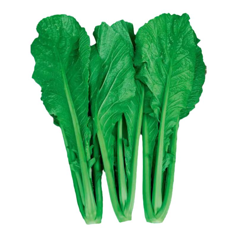 云南特色四季播种小苦菜绿杆青菜种子花叶粉杆宽叶青菜种仔芥味种