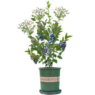 蓝莓树果苗南方北方种植盆栽奥尼尔l25兔眼蓝莓苗 蓝梅树树苗带土