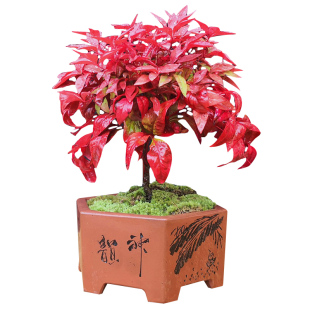 南天竹盆栽红叶天竺大花树苗水培火焰老桩盆景结果植物果植物耐寒