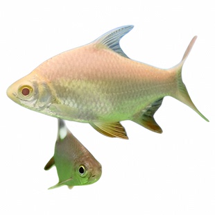 双线侧鱼金银飞凤鱼热带鱼观赏鱼柠檬鲫淡水招财鱼元宝包活泰国鲫