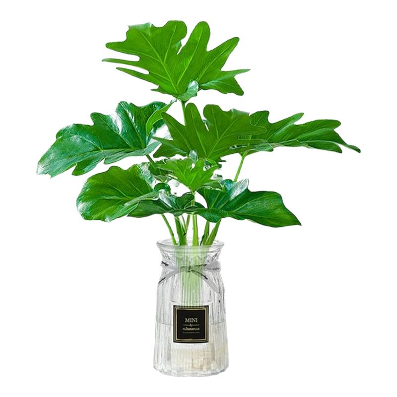 春羽水培植物天堂鸟客厅绿萝盆栽金钻好养的绿植水养富贵竹龟背竹