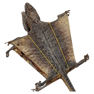 蛤蚧干货一对蛤蚧中药饮片泡酒中药材蛤 蚧粉药用官方旗舰店正品