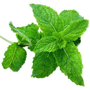 新鲜装饰薄荷头150朵 食用薄荷叶尖蛋糕烘焙调酒莫吉托摆盘装饰用