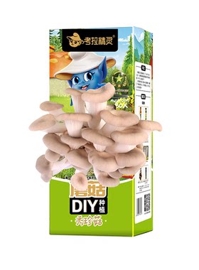 考拉精灵平菇种植菌包可食用diy菌包菌种盒子新鲜蘑菇种植包儿童