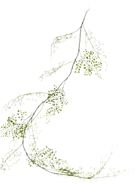 掬涵黑骨芒仿真花绿植缠绕铁线蕨