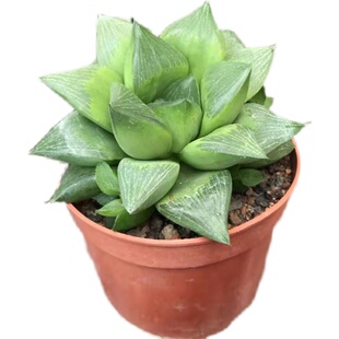 超大群生姬寿多肉植物懒人易养帝王寿室内桌面组合阳台盆栽花卉