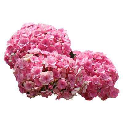 海蒂的花园重瓣阳台庭院花卉植物