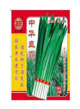 不休眠韭菜种子中华韭霸250g包邮韭菜种子高产韭菜种特价四季韭菜