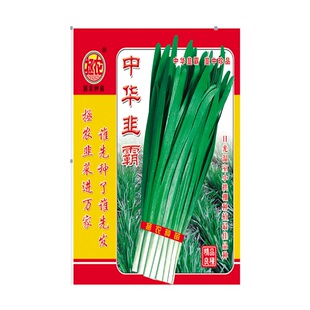 不休眠韭菜种子中华韭霸250g包邮韭菜种子高产韭菜种特价四季韭菜