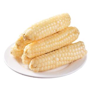 5斤 云南西双版纳拇指小玉米新鲜傣家香糯小手指迷你袖珍儿童玉米