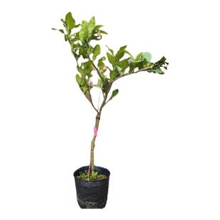 泰国暹罗红肉柚沙田柚苗青皮红宝石肉柚子苗红香妃香水柚果嫁接苗